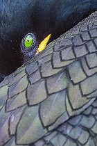 Biosphoto | 2422616 | European Shag (Phalacrocorax aristotelis), close-up of an adult, Northumberland, UK | &copy; Saverio Gatto / Biosphoto