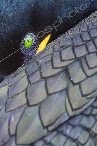 Biosphoto | 2422616 | European Shag (Phalacrocorax aristotelis), close-up of an adult, Northumberland, UK | &copy; Saverio Gatto / Biosphoto