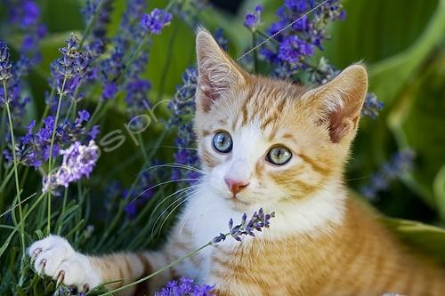 Biosphoto | 2037043 | European shorthair cat with flowers | &copy; Christian Heinrich / imageBROKER / Biosphoto