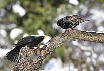Biosphoto | 2469566 | European Starling (Sturnus vulgaris) nagged by a Blackbird (Turdus merula), Vosges du Nord Regional Nature Park, France | &copy; Michel Rauch / Biosphoto