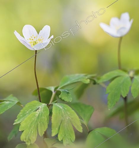 Biosphoto | 2574051 | European thimbleweed in the forest - Yonne - France | &copy; Monique Morin / Biosphoto