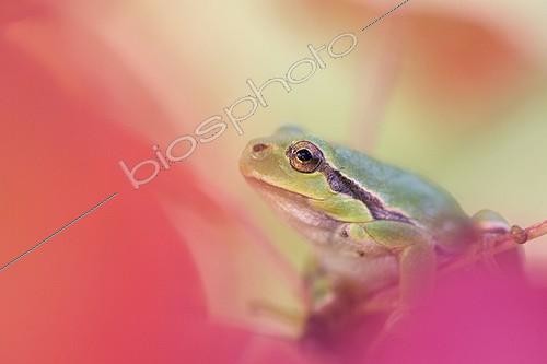 Biosphoto | 305251 | European Tree Frog on an autumn leave Germany | &copy; Kerstin Hinze / Biosphoto