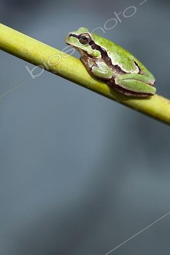 Biosphoto | 2035395 | European tree frog on stem - Alcudia Valley Spain  | &copy; Óscar Díez Martínez / Biosphoto