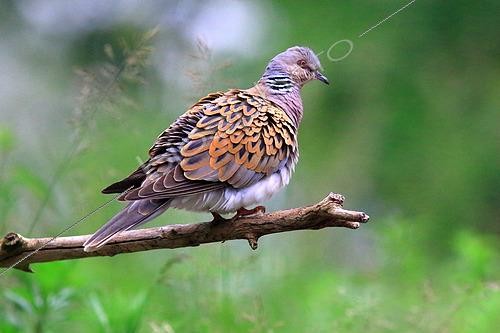 Biosphoto | 2561619 | European Turtle Dove (Streptopelia turtur) on a branch, Isere, France | &copy; Jean-François Noblet / Biosphoto