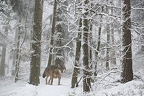 Biosphoto | 2462403 | European wolf (Canis lupus) in the forest in winter, Parc naturel régional des Vosges du Nord, France | &copy; Michel Rauch / Biosphoto