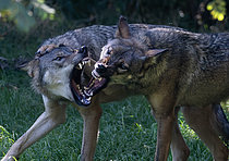 Biosphoto | 2609420 | European wolf (Canis lupus lupus) growls for hierarchical respect in the pack, Vosges du Nord Regional Nature Park, France | &copy; Michel Rauch / Biosphoto