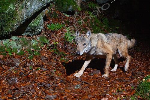 Biosphoto | 2581507 | European Wolf (Canis lupus lupus) walking at night on a path with some rocks in the background. Photographed by a DSLR camera trap, Alps, Switzerland | &copy; Daniel Zuppinger / Biosphoto