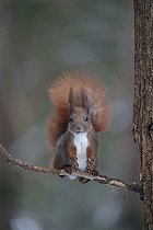 Biosphoto | 2593336 | Eurosian red squirrel (Sciurus vulgaris) Bialowieza Forest UNESCO World Heritage Site, Poland, Europe. | &copy; Franco Banfi / Biosphoto
