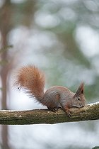 Biosphoto | 2593338 | Eurosian red squirrel (Sciurus vulgaris) Bialowieza Forest UNESCO World Heritage Site, Poland, Europe. | &copy; Franco Banfi / Biosphoto