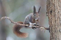 Biosphoto | 2593339 | Eurosian red squirrel (Sciurus vulgaris) Bialowieza Forest UNESCO World Heritage Site, Poland, Europe. | &copy; Franco Banfi / Biosphoto