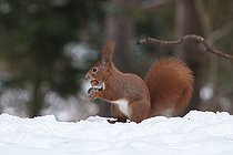 Biosphoto | 2593345 | Eurosian red squirrel (Sciurus vulgaris) Bialowieza Forest UNESCO World Heritage Site, Poland, Europe. | &copy; Franco Banfi / Biosphoto