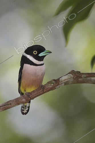 Biosphoto | 2303852 | Eurylaime à capuchon (Eurylaimus ochromalus), Trang Botanical Gardens, Thaïlande | &copy; Nate Chappell / BIA / Biosphoto