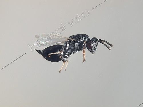 Biosphoto | 2172305 | Eurytomid (Eurytoma sp) | &copy; Jean Lecomte / Biosphoto