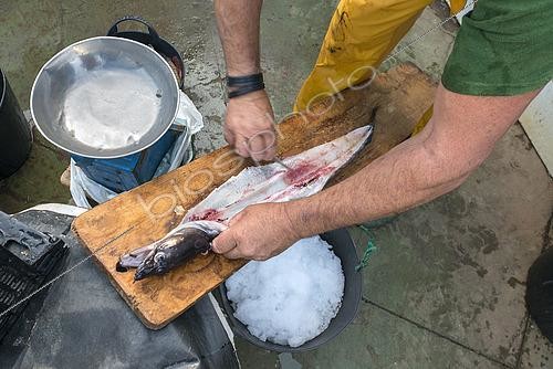 Biosphoto | 2609468 | Evisceration of a conger eel (conger conger). Fisherman (Melchor Herrera Fariña, Senior Skipper - Model release). Fishing sector. Professional and traditional fishing. El Pris natural pier, Tacoronte municipality. Nuestra Señora del Carmen Fishermen's Guild, El Pris. North of Tenerife, Canary Islands. | © Sergio Hanquet / Biosphoto
