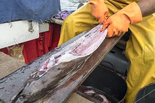 Biosphoto | 2609473 | Evisceration of a moray eel recently brought into the Port of Garachico. Fishing sector, professional and traditional fishing. San Roque and Isla Baja de Garachico Fishermen's Guild, Tenerife, Canary Islands. | © Sergio Hanquet / Biosphoto