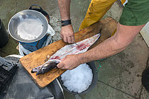 Biosphoto | 2609468 | Éviscération d'un congre. Pêcheur (Melchor Herrera Fariña, Senior Skipper - Model release). Secteur de la pêche. Pêche professionnelle et traditionnelle. Jetée naturelle d'El Pris, municipalité de Tacoronte. Guilde des pêcheurs de Nuestra Señora del Carmen, El Pris. Nord de Ténériffe, Îles Canaries. | &copy; Sergio Hanquet / Biosphoto