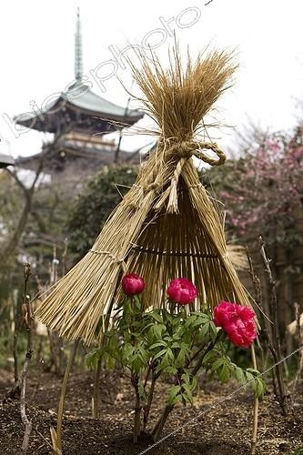 Biosphoto | 971093 | Exhibition of peonies in Ueno Park Tokyo Japan ; Small straw roofs protect the flowers from the snow and rain  | &copy; Michel Gunther / Biosphoto