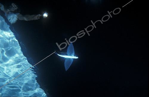 Biosphoto | 2148765 | Exocet aile noire (Hirundichthys rondeletii) nageoires déployées et personnage sur un bateau l'éclairant de la surface de nuit, Villefranche-sur-Mer, Alpes-Maritimes, France, Mer Méditerranée | &copy; Jean-Michel Mille / Biosphoto