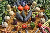 Biosphoto | 2587983 | Exposition de légumes et de fruits locaux dans un comice agricole, Sarthe, France | &copy; Michel Gile / Biosphoto