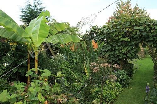 Biosphoto | 754167 | Exuberance and exoticism in the Garden of Marie-Ange France ; From the left to the right :  Cup-plant, Japanese banana, Joe-pye weed, Scarlet Ginger Lily and Kiwi | &copy; Hervé Lenain / Biosphoto