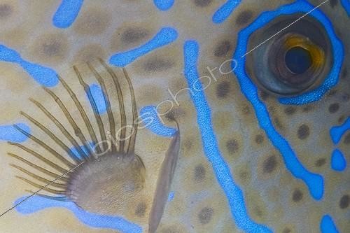 Biosphoto | 1167412 | Eye from a scrawled filefish or scribbled leatherjacket | &copy; J.W. Alker / imageBROKER / Biosphoto