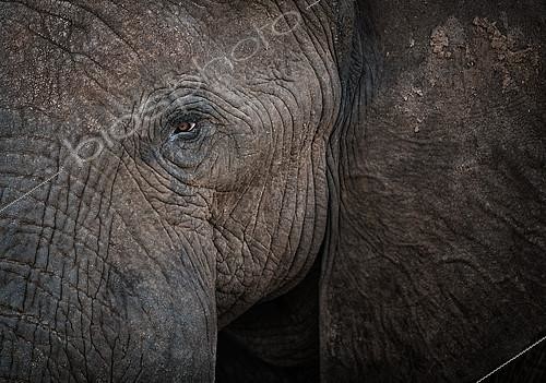 Biosphoto | 2394787 | Eye of African Elephant (Loxodonta africana), Bwabwata, Caprivi, Namibie | &copy; Didier Couvert & Muriel Moreau / Biosphoto