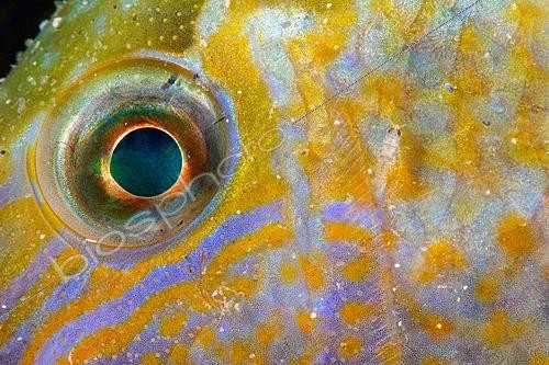 Biosphoto | 2607125 | Eye of Ballan Wrasse (Labrus bergylta) - Atlantic Ocean, Ile d'Oleron, France | &copy; Bruno Guénard / Biosphoto