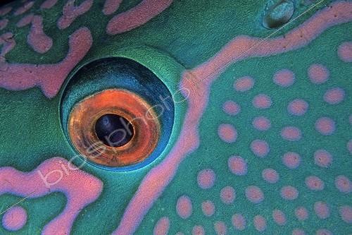 Biosphoto | 978908 | Eye of Bicolour Parrotfish, Red Sea, Egypt | &copy; Franco Banfi / WaterFrame / Biosphoto