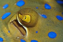 Biosphoto | 981046 | Eye of Blue-spotted Stingray, Ras Mohammed, Sinai, Red Sea, Egypt | &copy; Borut Furlan / WaterFrame / Biosphoto