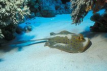 Biosphoto | 981122 | Eye of Blue-spotted Stingray, Ras Mohammed, Sinai, Red Sea, Egypt | &copy; Borut Furlan / WaterFrame / Biosphoto