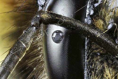 Biosphoto | 1987357 | Eye of Bumblebee - France  | &copy; Axel Papon / Biosphoto
