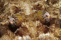 Biosphoto | 981028 | Eye of Flathead, Ras Mohammed, Sinai, Red Sea, Egypt | &copy; Borut Furlan / WaterFrame / Biosphoto