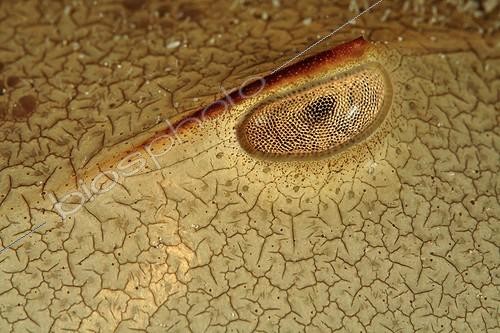 Biosphoto | 1360624 | Eye of Horseshoe Crab Florida USA Atlantic Ocean | &copy; Brandon Cole / Biosphoto