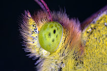 Biosphoto | 2609702 | Eye of Marigold butterfly (Colias crocea) resting, Fouzon meadows, Loir-et-Cher, France | &copy; Bruno Guénard / Biosphoto