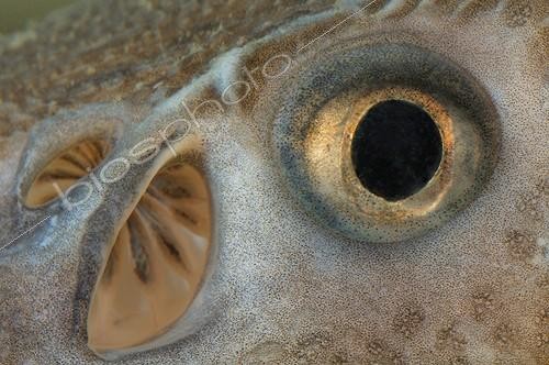 Biosphoto | 1611417 | Eye of Sterlet above the pebbles Belgium | &copy; Hugo Willocx / Biosphoto