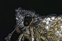 Biosphoto | 2609706 | Eye's detail of butterfly (Lepidoptera sp) with dew resting in the morning, Fouzon meadows, Loir et Cher, France | &copy; Bruno Guénard / Biosphoto