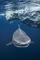 Biosphoto | 2547010 | Face to face with a Tiger Shark. Tiger shark (Galeocerdo cuvier) below the surface, Mayotte | &copy; Gabriel Barathieu / Biosphoto