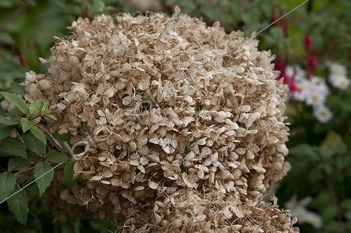 Biosphoto | 740867 | Faded hydrangea in a garden in autumn | &copy; NouN / Biosphoto