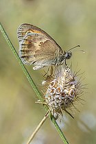 Biosphoto | 2585724 | Fadet commun (Coenonympha pamphilus), Alpes-de-Haute-Provence, France | &copy; Marie Aymerez / Biosphoto