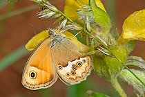 Biosphoto | 2582510 | Fadet des garrigues (Coenonympha dorus) sur une graminée, dans la garrigue, à Faugères à la fin du printemps, dans le Parc Naturel Régional du Haut-Languedoc, au coeur du département de l'Hérault, en région Occitanie. France | &copy; Yves Noto Campanella / Biosphoto