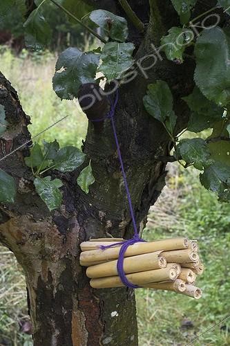 Biosphoto | 1161242 | Fagot de tige creuses accrochés à un Pommier France | &copy; Jean-Michel Groult / Biosphoto