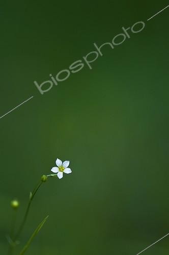 Biosphoto | 1987478 | Fairy flax flower - Burgundy France  | &copy; Anne Claire Monna / Biosphoto
