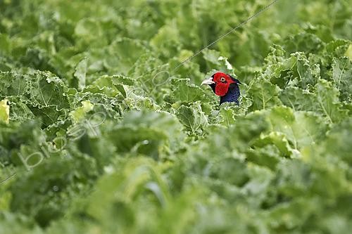 Biosphoto | 2627722 | Faisan de Colchide (Phasianus colchicus) mâle dans un champ de betteraves, Alsace, France | &copy; Bruno Cavignaux / Biosphoto