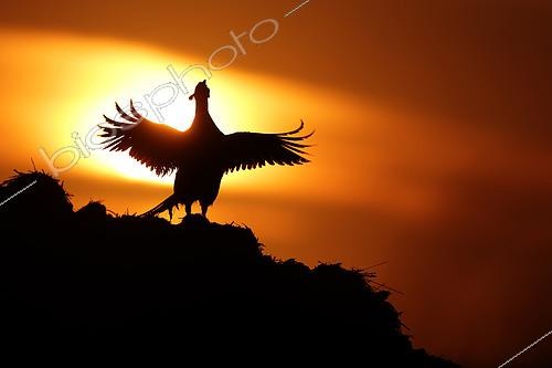 Biosphoto | 2571705 | Faisan de Colchide (Phasianus colchicus) mâle au lever du jour en train de crier en contre-jour, Alsace, France | &copy; Bruno Cavignaux / Biosphoto