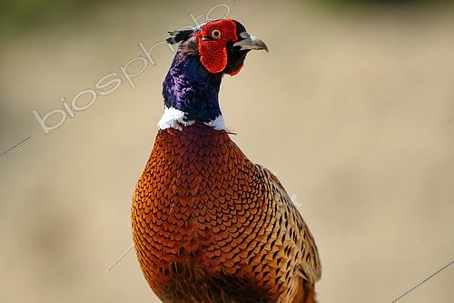 Biosphoto | 2601565 | Faisan de Colchide (Phasianus colchicus) portrait d'un mâle, Hongrie | &copy; Régis Cavignaux / Biosphoto