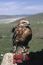 Biosphoto | 1464974 | Falcon (Falco), Golden Eagle Festival, Bayan Oelgii, Altai Mountains, Mongolia, Asia | &copy; GTW / imageBROKER / Biosphoto