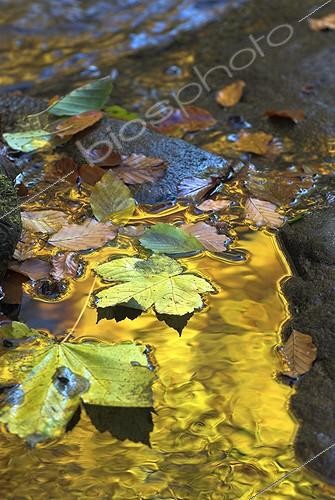 Biosphoto | 490389 | Fall leaves reflecting on a mountain brook Bavaria Germany ; Steinklamm. | &copy; Berndt Fischer / Biosphoto