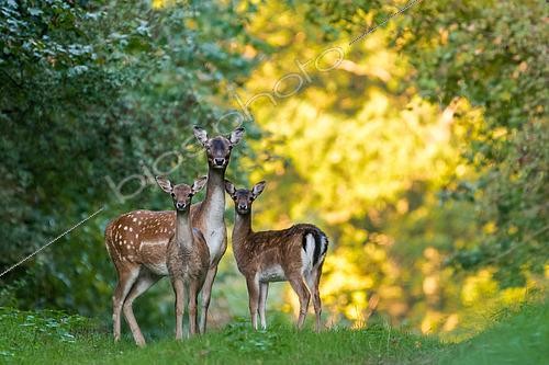 Biosphoto | 2433338 | Fallow deer (Dama dama) female and young in morning lights, Slovakia | &copy; Ervin Horesnyík / Biosphoto