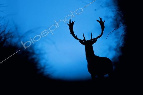 Biosphoto | 2433322 | Fallow deer (Dama dama) male in early morning, in blue hour, Slovakia | &copy; Ervin Horesnyík / Biosphoto