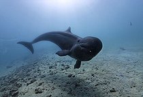 Biosphoto | 1495257 | False Killer Whale (Pseudorca crassidens), swimming above sandy sea bed, Subic Bay, Luzon, Philippines, South China Sea, Pacific | &copy; Norbert Probst / imageBROKER / Biosphoto